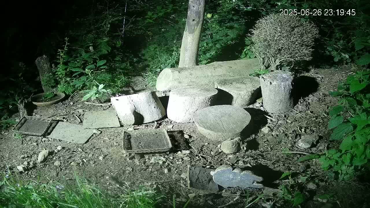 Cornwall, Badgers Watching Pigeon Feeder Live Cam -  Helston, Cornwall, South West, England, United Kingdom
