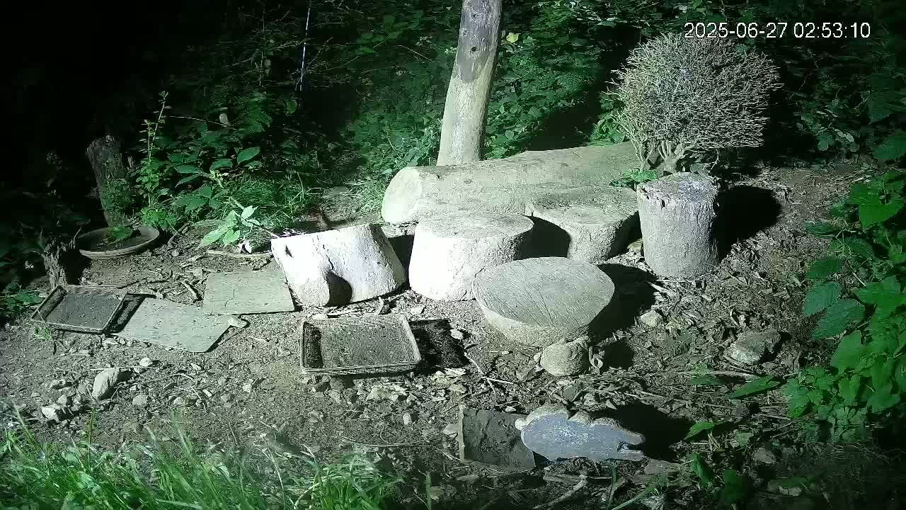 Cornwall, Badgers Watching Pigeon Feeder Live Cam -  Helston, Cornwall, South West, England, United Kingdom