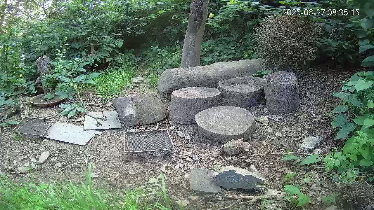 Several stone and wood stumps, along with various trays and flat stones, are scattered on the ground in a wooded area.