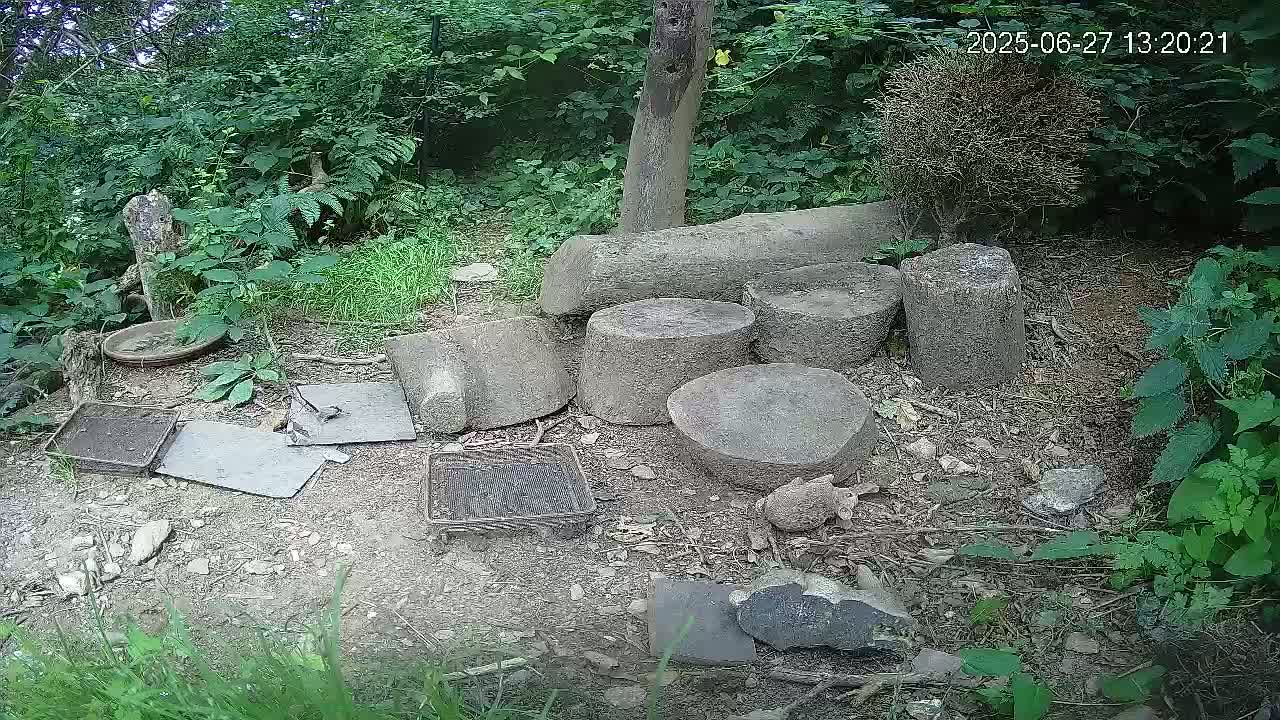 Cornwall, Badgers Watching Pigeon Feeder Live Cam -  Helston, Cornwall, South West, England, United Kingdom