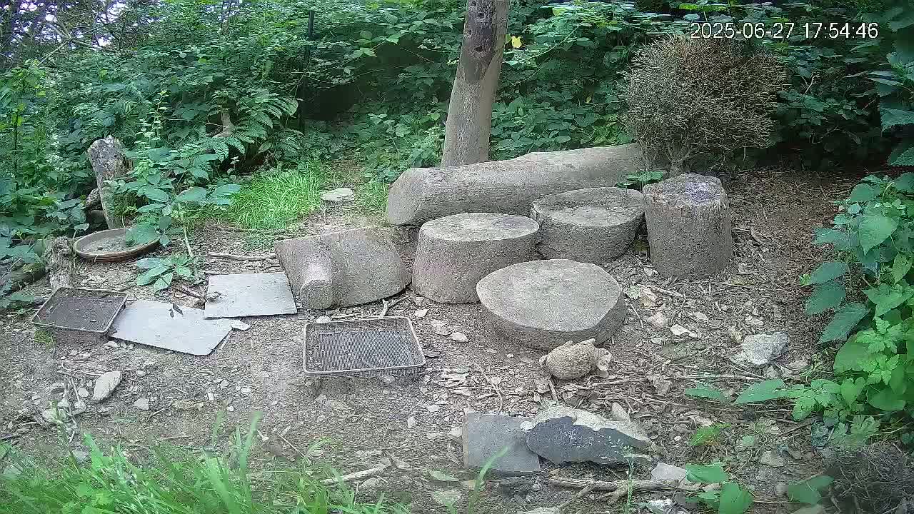 Cornwall, Badgers Watching Pigeon Feeder Live Cam -  Helston, Cornwall, South West, England, United Kingdom