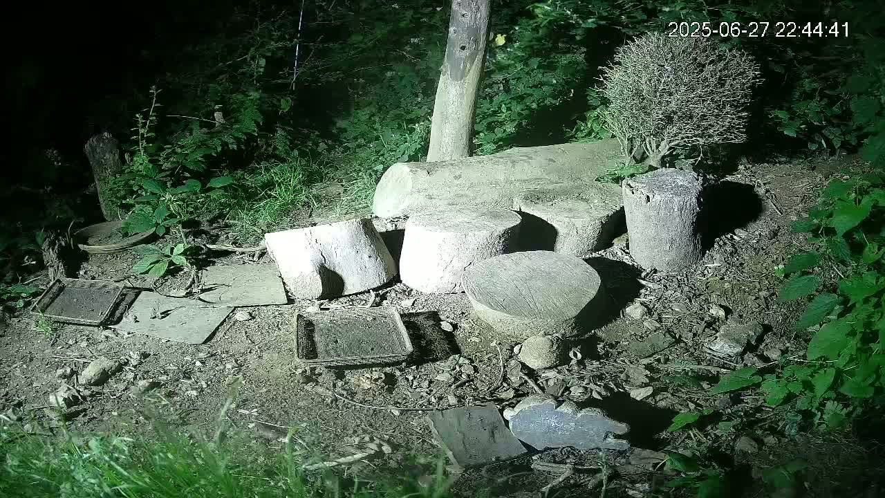 Cornwall, Badgers Watching Pigeon Feeder Live Cam -  Helston, Cornwall, South West, England, United Kingdom