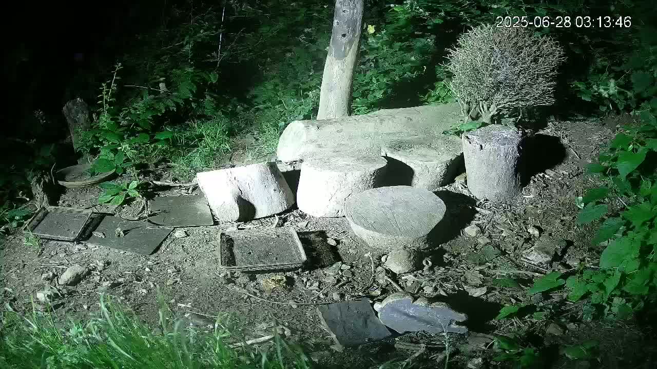 Cornwall, Badgers Watching Pigeon Feeder Live Cam -  Helston, Cornwall, South West, England, United Kingdom