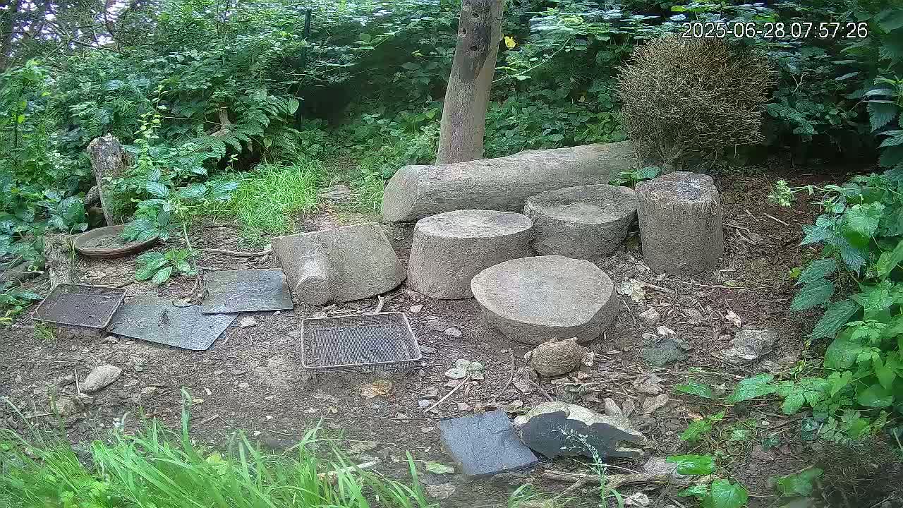 Cornwall, Badgers Watching Pigeon Feeder Live Cam -  Helston, Cornwall, South West, England, United Kingdom