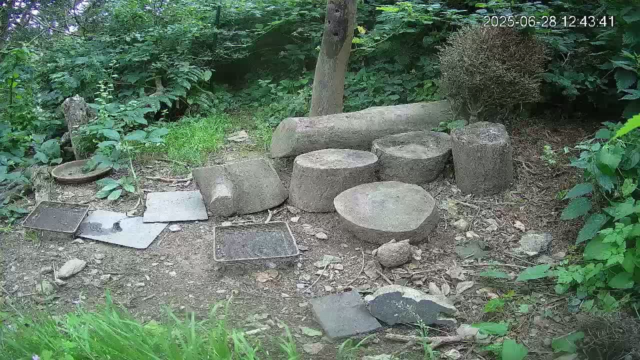 Cornwall, Badgers Watching Pigeon Feeder Live Cam -  Helston, Cornwall, South West, England, United Kingdom