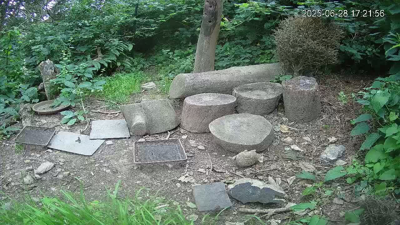 Cornwall, Badgers Watching Pigeon Feeder Live Cam -  Helston, Cornwall, South West, England, United Kingdom