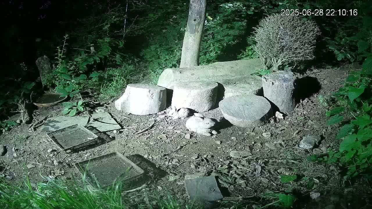 Cornwall, Badgers Watching Pigeon Feeder Live Cam -  Helston, Cornwall, South West, England, United Kingdom