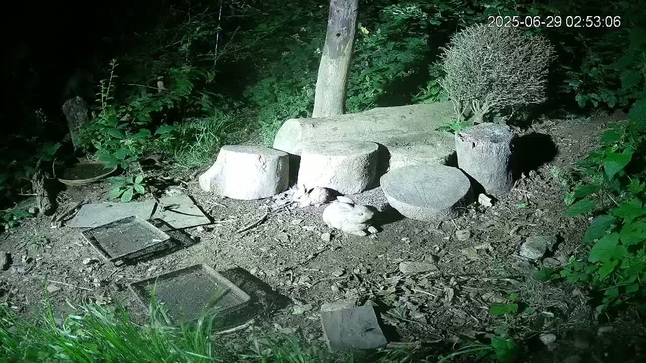 Cornwall, Badgers Watching Pigeon Feeder Live Cam -  Helston, Cornwall, South West, England, United Kingdom