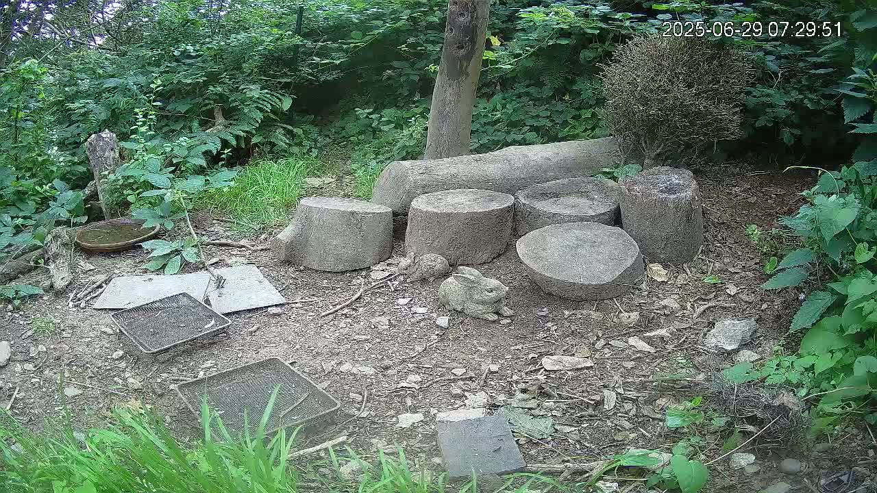 Cornwall, Badgers Watching Pigeon Feeder Live Cam -  Helston, Cornwall, South West, England, United Kingdom