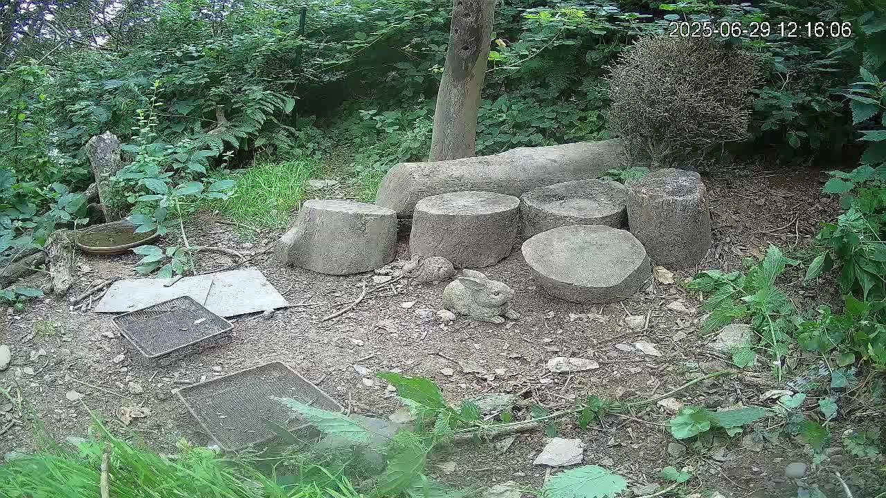 Cornwall, Badgers Watching Pigeon Feeder Live Cam -  Helston, Cornwall, South West, England, United Kingdom