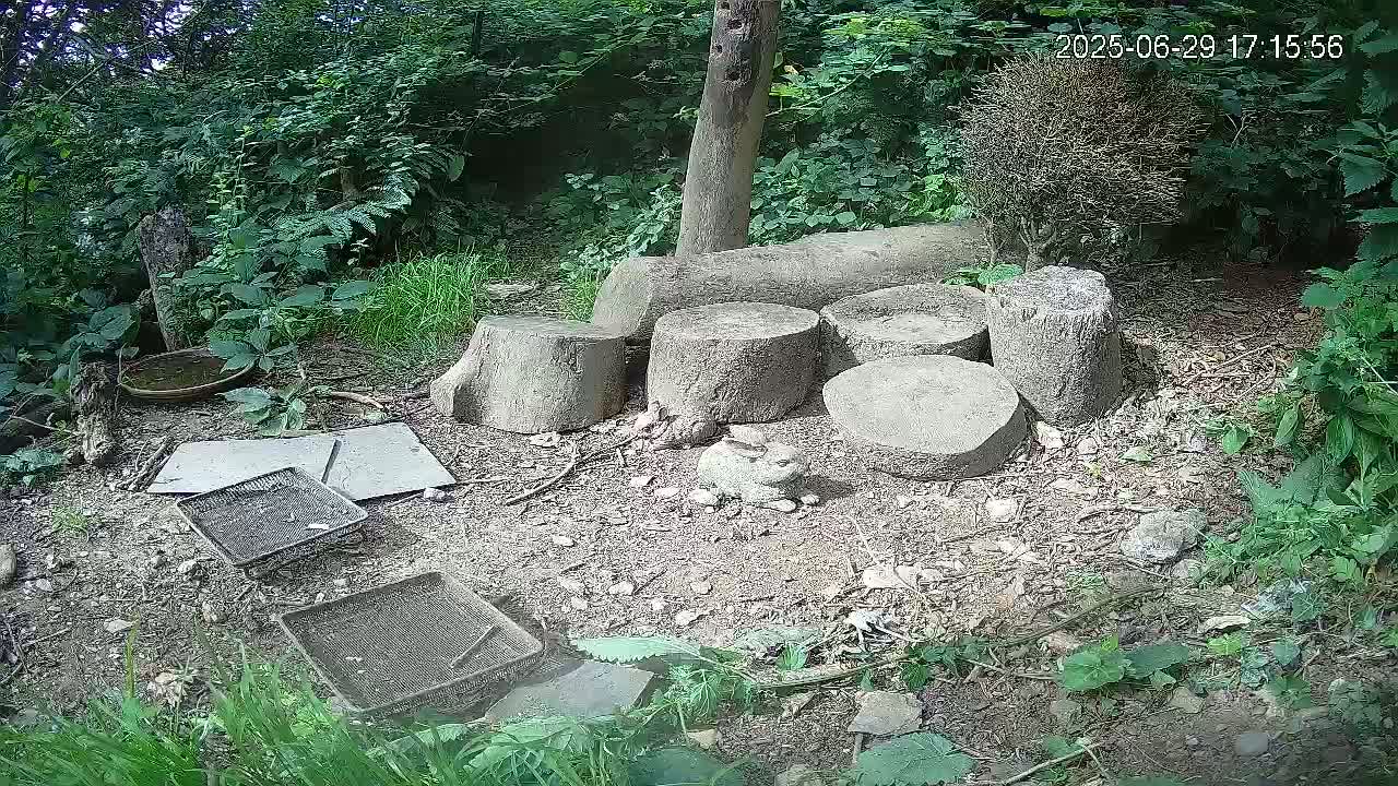 Cornwall, Badgers Watching Pigeon Feeder Live Cam -  Helston, Cornwall, South West, England, United Kingdom