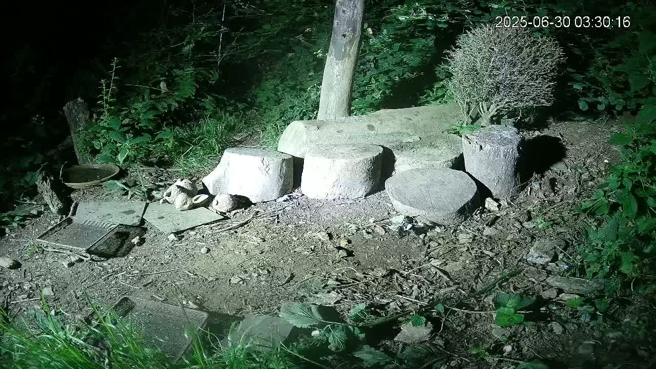 Cornwall, Badgers Watching Pigeon Feeder Live Cam -  Helston, Cornwall, South West, England, United Kingdom