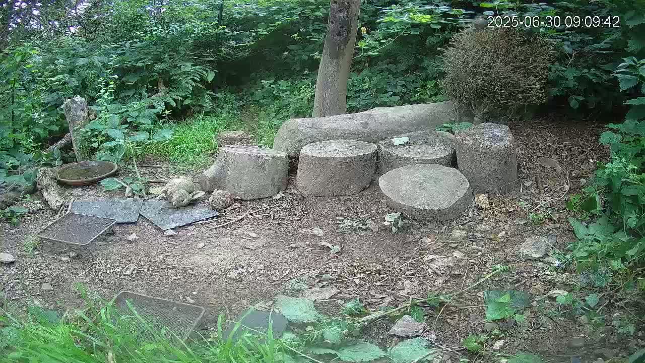Several tree stumps and a large log are arranged on the ground in a wooded area, surrounded by greenery and small debris, under a seemingly sunny sky.