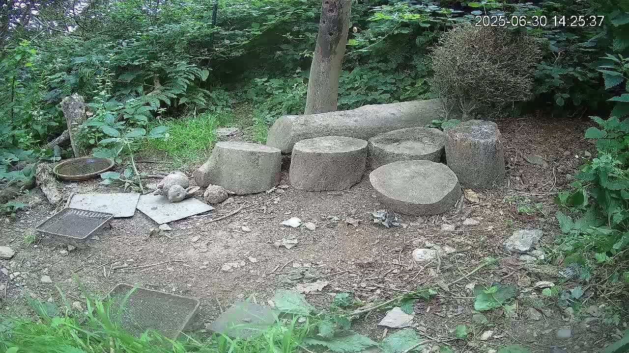 Cornwall, Badgers Watching Pigeon Feeder Live Cam -  Helston, Cornwall, South West, England, United Kingdom