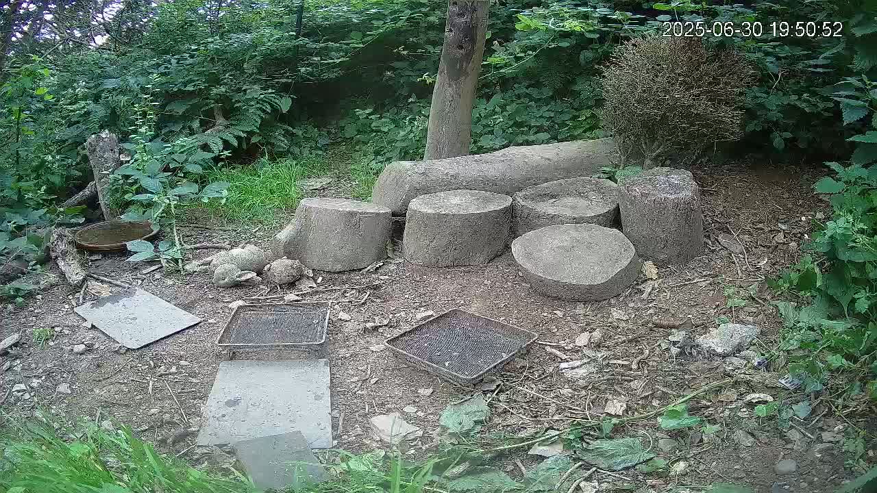 Cornwall, Badgers Watching Pigeon Feeder Live Cam -  Helston, Cornwall, South West, England, United Kingdom