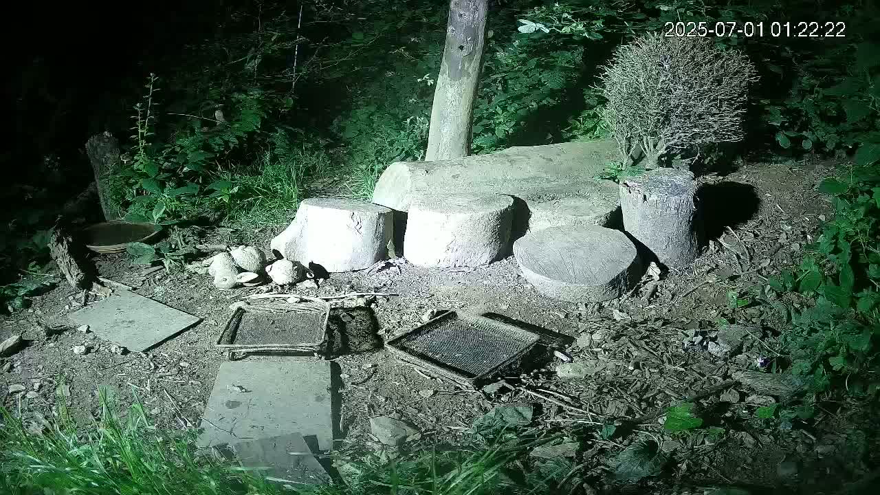Cornwall, Badgers Watching Pigeon Feeder Live Cam -  Helston, Cornwall, South West, England, United Kingdom
