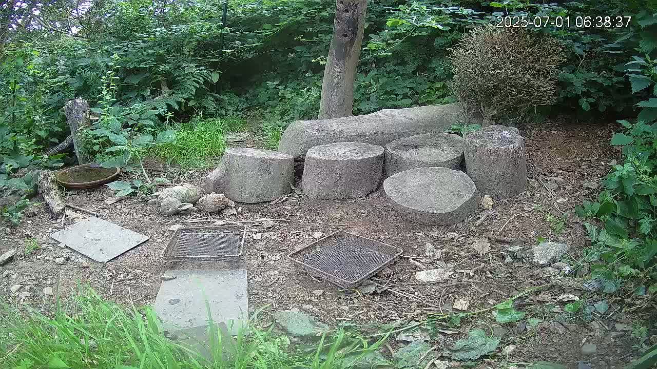 Cornwall, Badgers Watching Pigeon Feeder Live Cam -  Helston, Cornwall, South West, England, United Kingdom