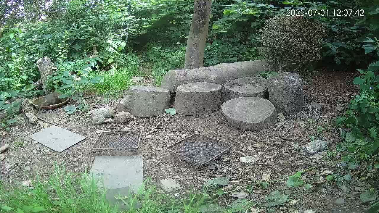 Cornwall, Badgers Watching Pigeon Feeder Live Cam -  Helston, Cornwall, South West, England, United Kingdom
