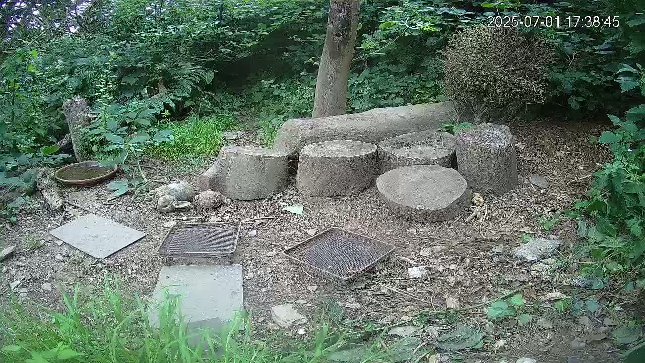 Cornwall, Badgers Watching Pigeon Feeder Live Cam -  Helston, Cornwall, South West, England, United Kingdom