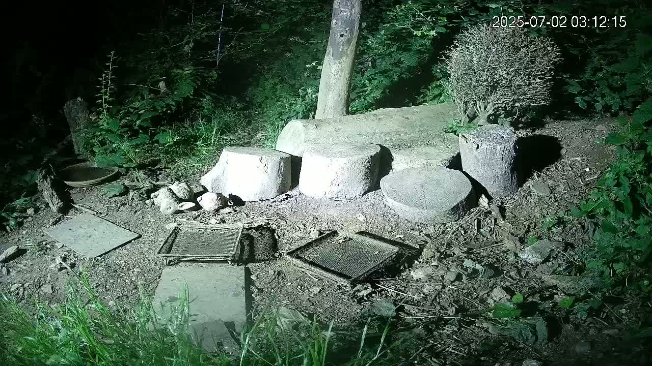 Cornwall, Badgers Watching Pigeon Feeder Live Cam -  Helston, Cornwall, South West, England, United Kingdom