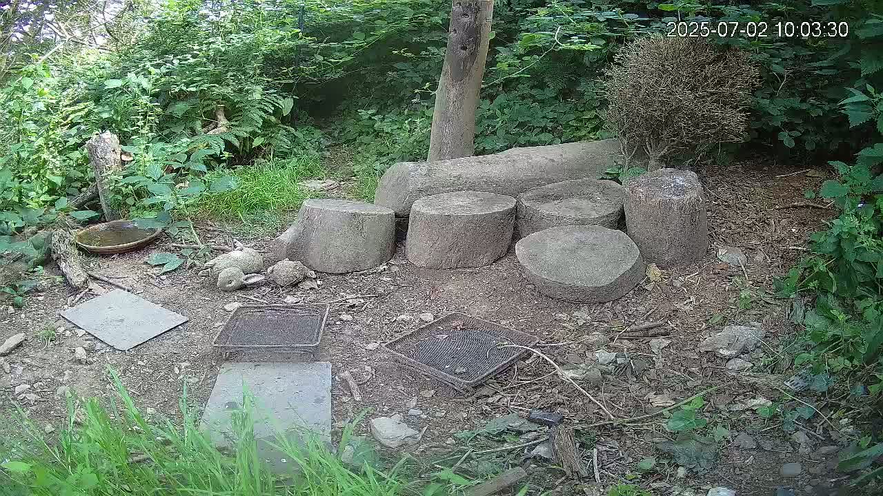 Cornwall, Badgers Watching Pigeon Feeder Live Cam -  Helston, Cornwall, South West, England, United Kingdom