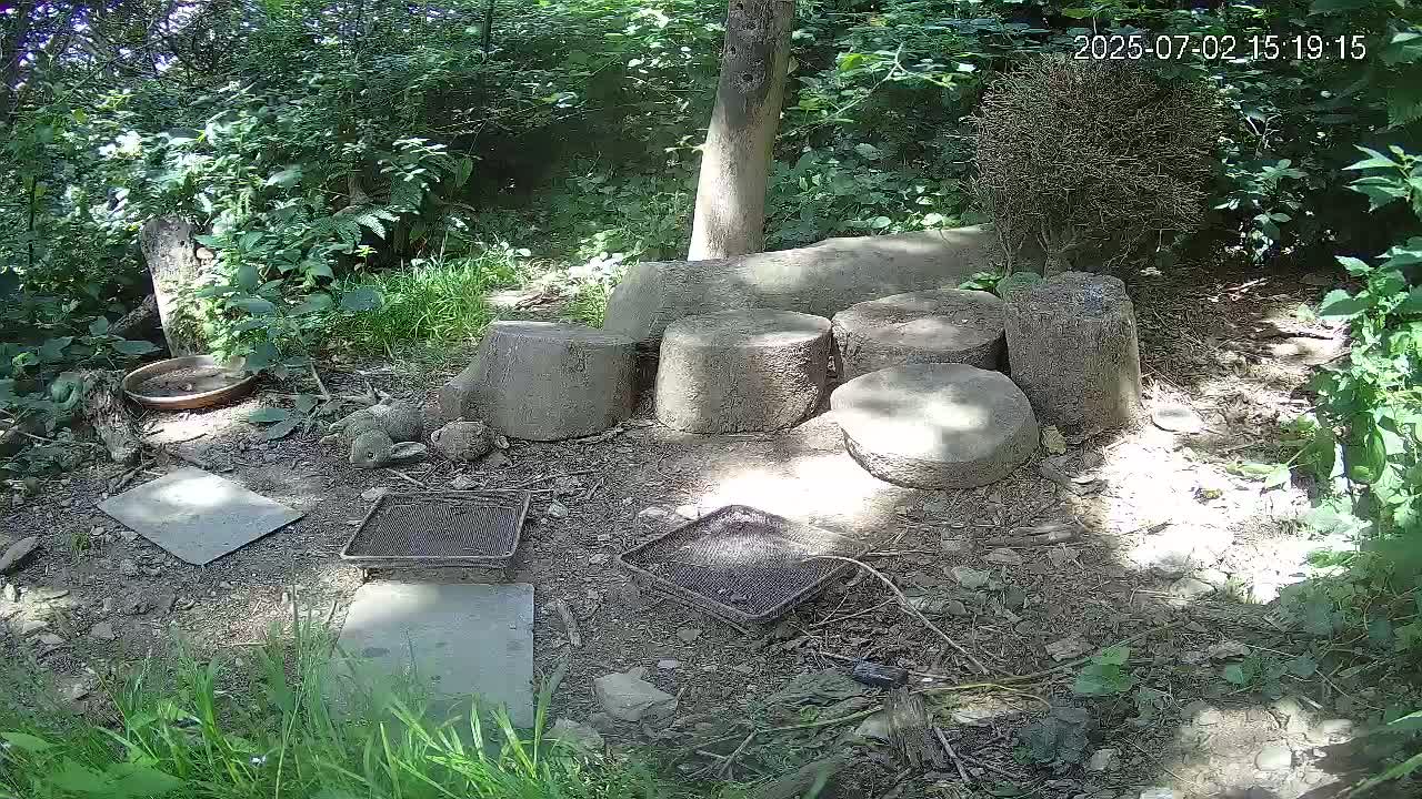 Cornwall, Badgers Watching Pigeon Feeder Live Cam -  Helston, Cornwall, South West, England, United Kingdom