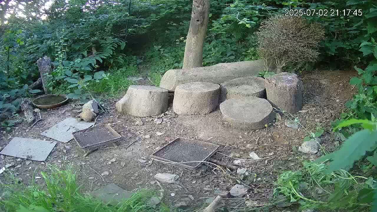 Cornwall, Badgers Watching Pigeon Feeder Live Cam -  Helston, Cornwall, South West, England, United Kingdom