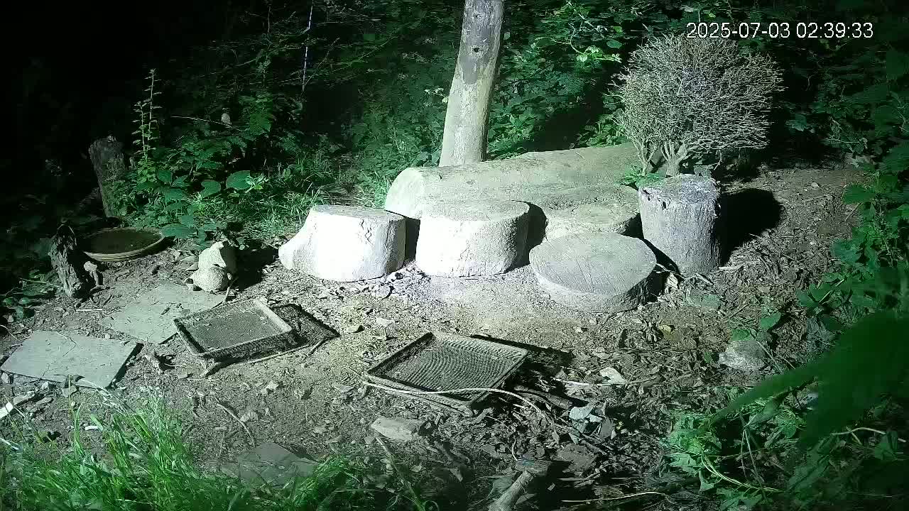 Cornwall, Badgers Watching Pigeon Feeder Live Cam -  Helston, Cornwall, South West, England, United Kingdom