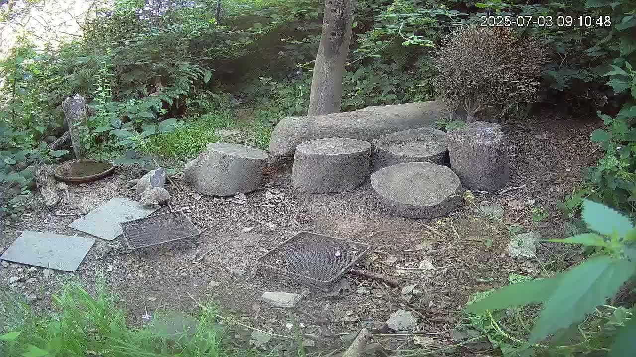 Two small animals are near a shallow dish of water, nestled amongst several tree stumps and some square stone tiles in a leafy, wooded area.