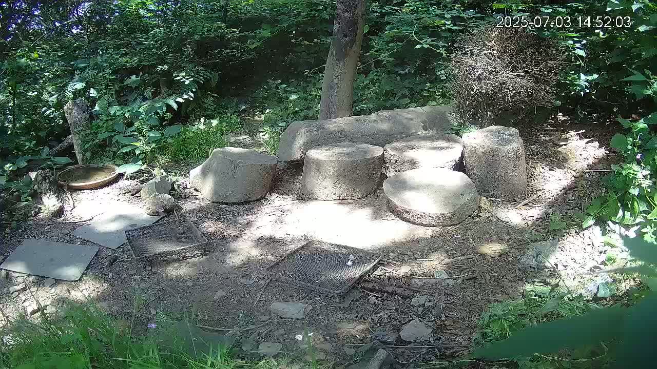 Cornwall, Badgers Watching Pigeon Feeder Live Cam -  Helston, Cornwall, South West, England, United Kingdom