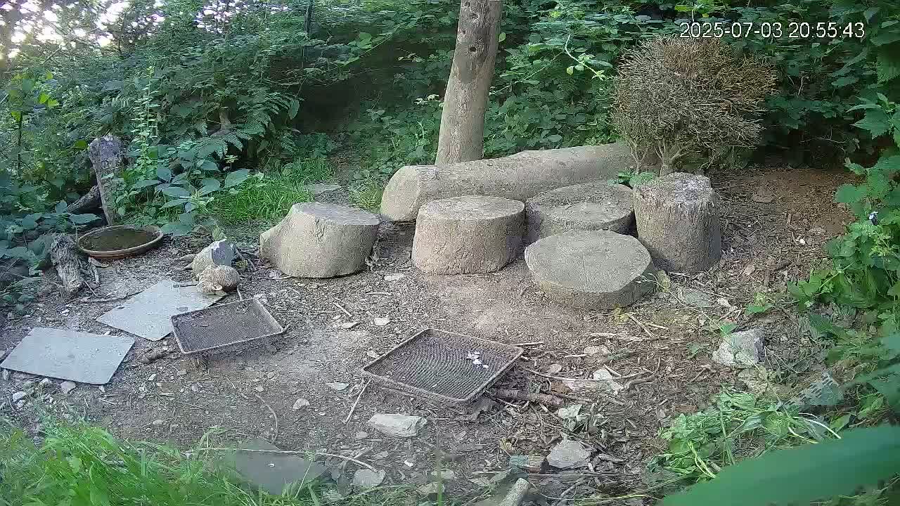 Cornwall, Badgers Watching Pigeon Feeder Live Cam -  Helston, Cornwall, South West, England, United Kingdom