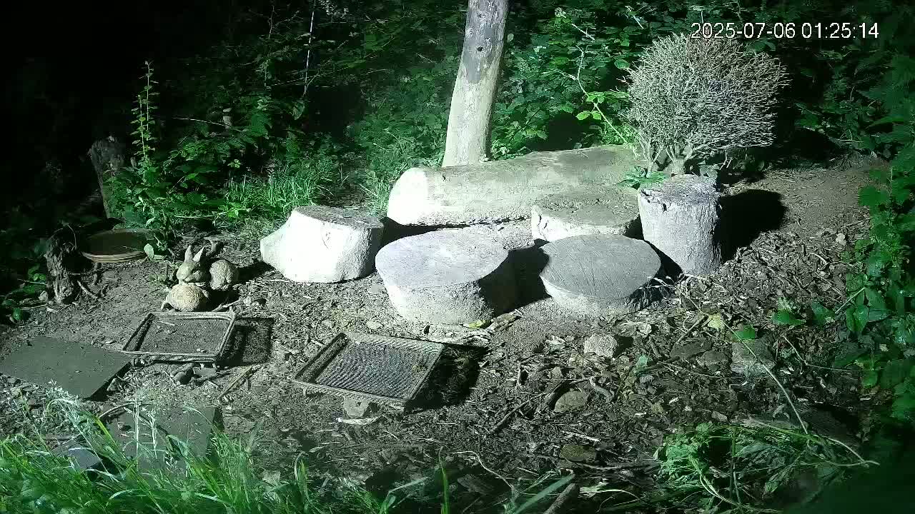 Cornwall, Badgers Watching Pigeon Feeder Live Cam -  Helston, Cornwall, South West, England, United Kingdom