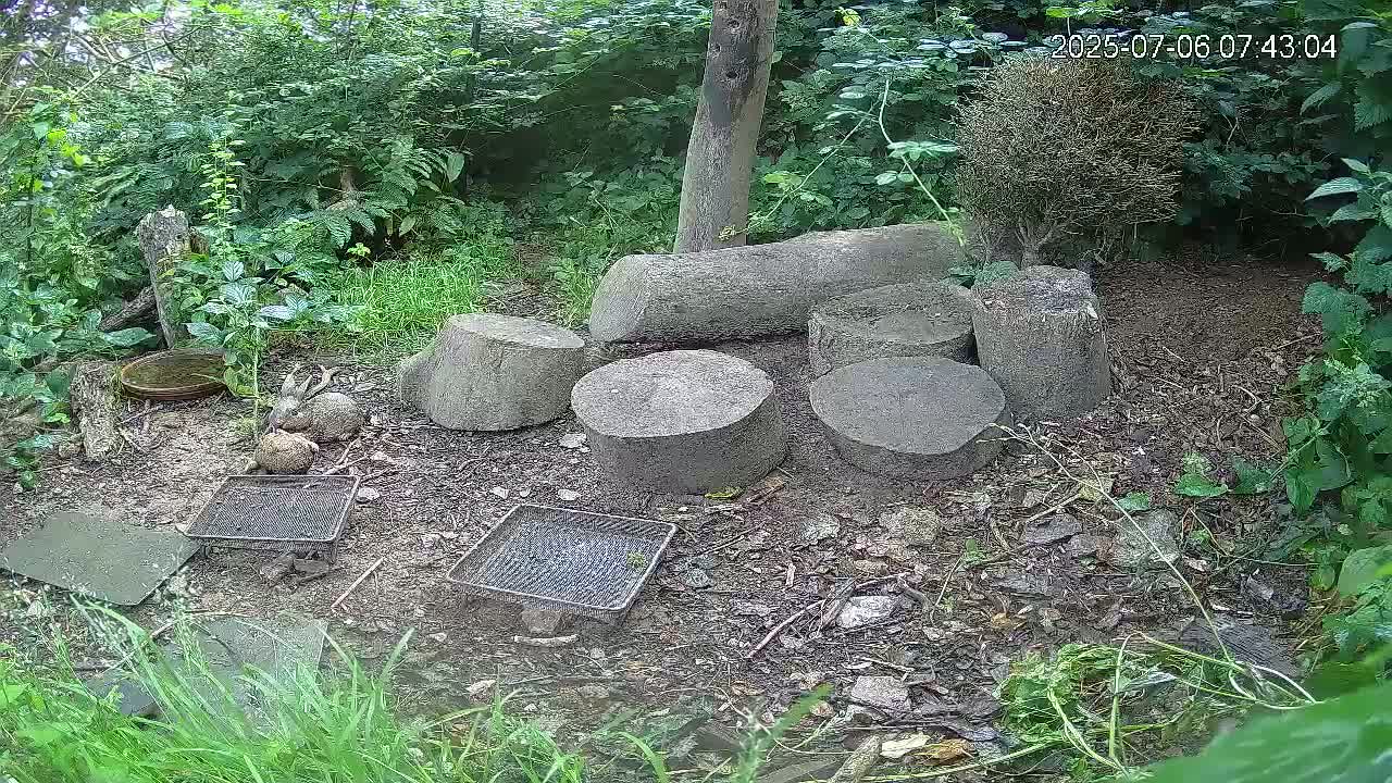 Cornwall, Badgers Watching Pigeon Feeder Live Cam -  Helston, Cornwall, South West, England, United Kingdom