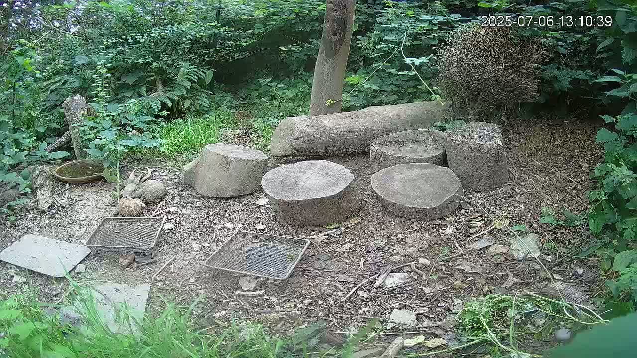 Cornwall, Badgers Watching Pigeon Feeder Live Cam -  Helston, Cornwall, South West, England, United Kingdom