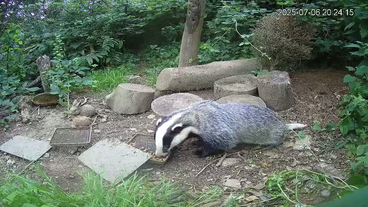 Cornwall, Badgers Watching Pigeon Feeder Live Cam -  Helston, Cornwall, South West, England, United Kingdom