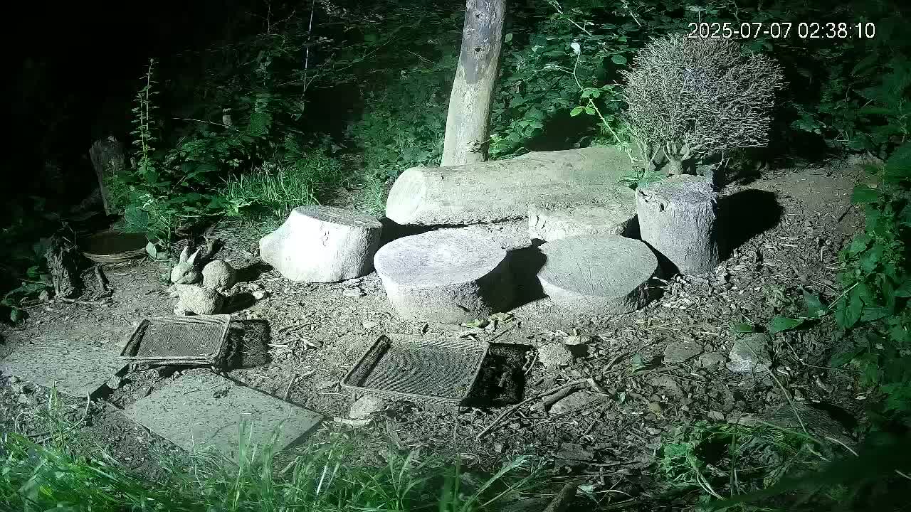 Cornwall, Badgers Watching Pigeon Feeder Live Cam -  Helston, Cornwall, South West, England, United Kingdom