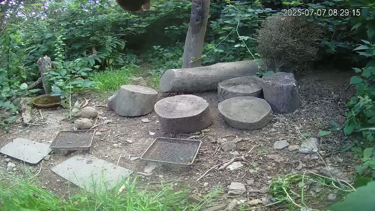Several tree stumps and two rabbits are scattered on the ground in a wooded area, near some small, flat, gray objects and wire mesh trays.