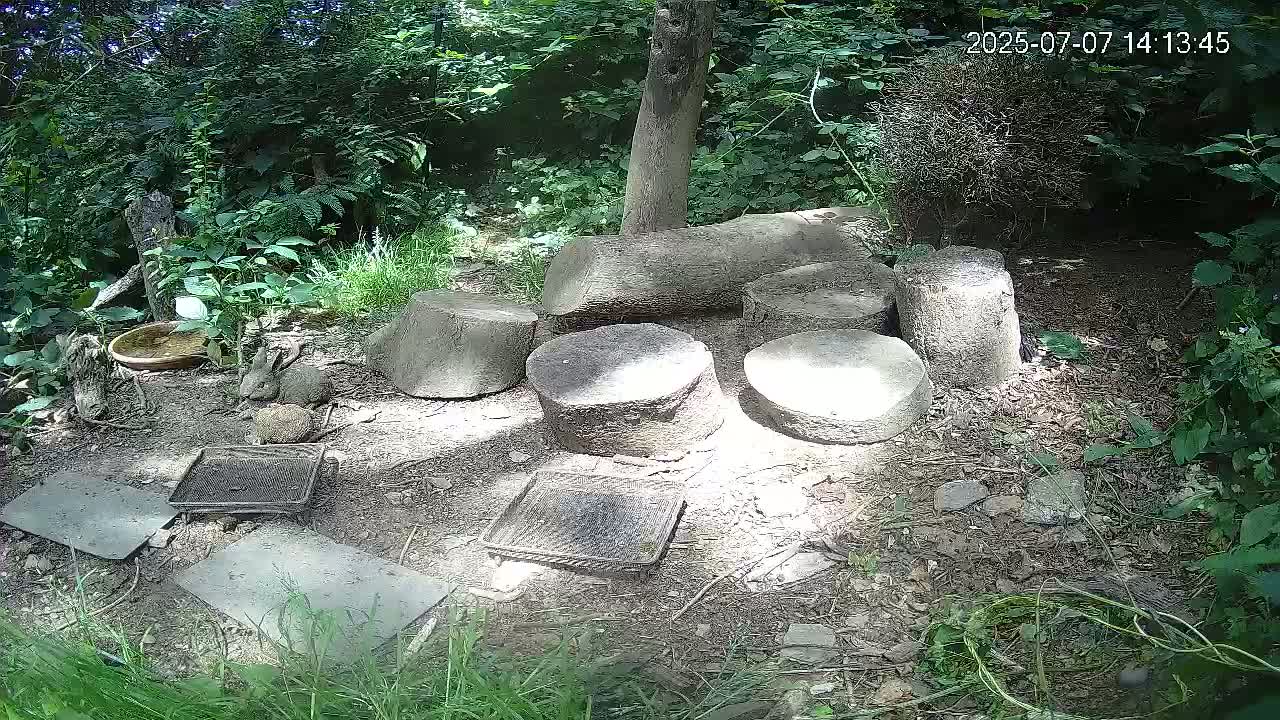 Cornwall, Badgers Watching Pigeon Feeder Live Cam -  Helston, Cornwall, South West, England, United Kingdom