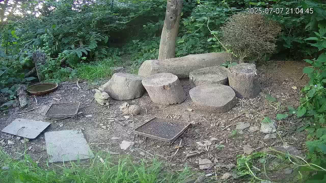 Cornwall, Badgers Watching Pigeon Feeder Live Cam -  Helston, Cornwall, South West, England, United Kingdom