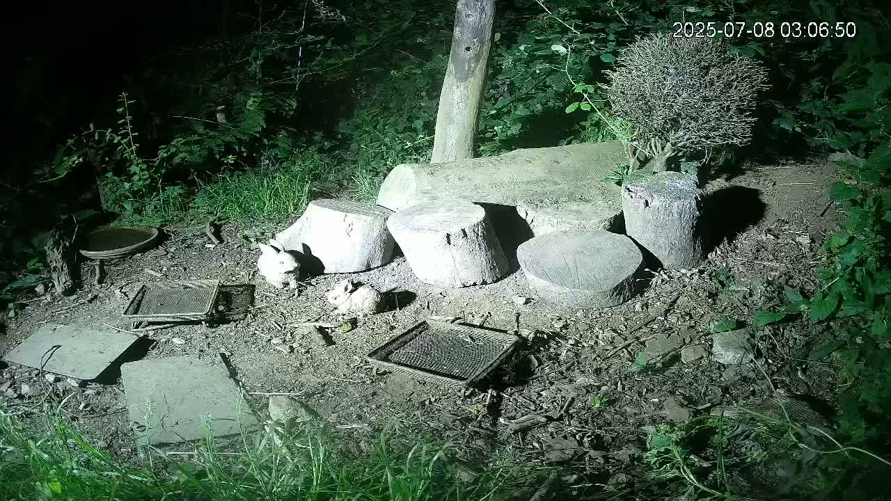 Cornwall, Badgers Watching Pigeon Feeder Live Cam -  Helston, Cornwall, South West, England, United Kingdom