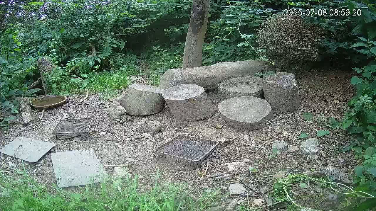 Several tree stumps and flat stones are scattered on the ground amidst lush green vegetation, with a shallow dish and wire mesh trays nearby.