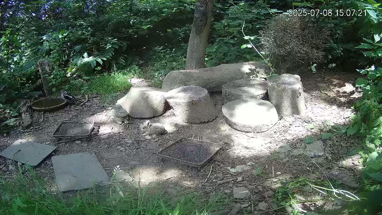 Cornwall, Badgers Watching Pigeon Feeder Live Cam -  Helston, Cornwall, South West, England, United Kingdom