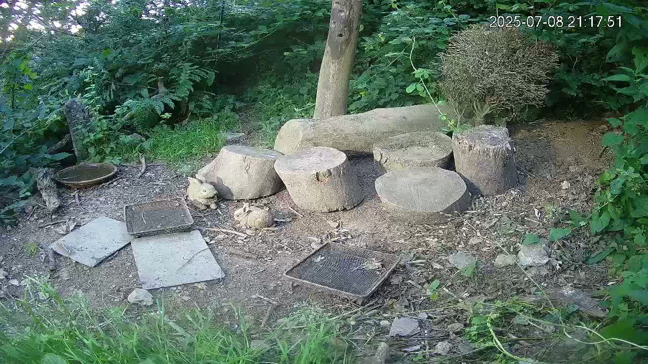 Cornwall, Badgers Watching Pigeon Feeder Live Cam -  Helston, Cornwall, South West, England, United Kingdom