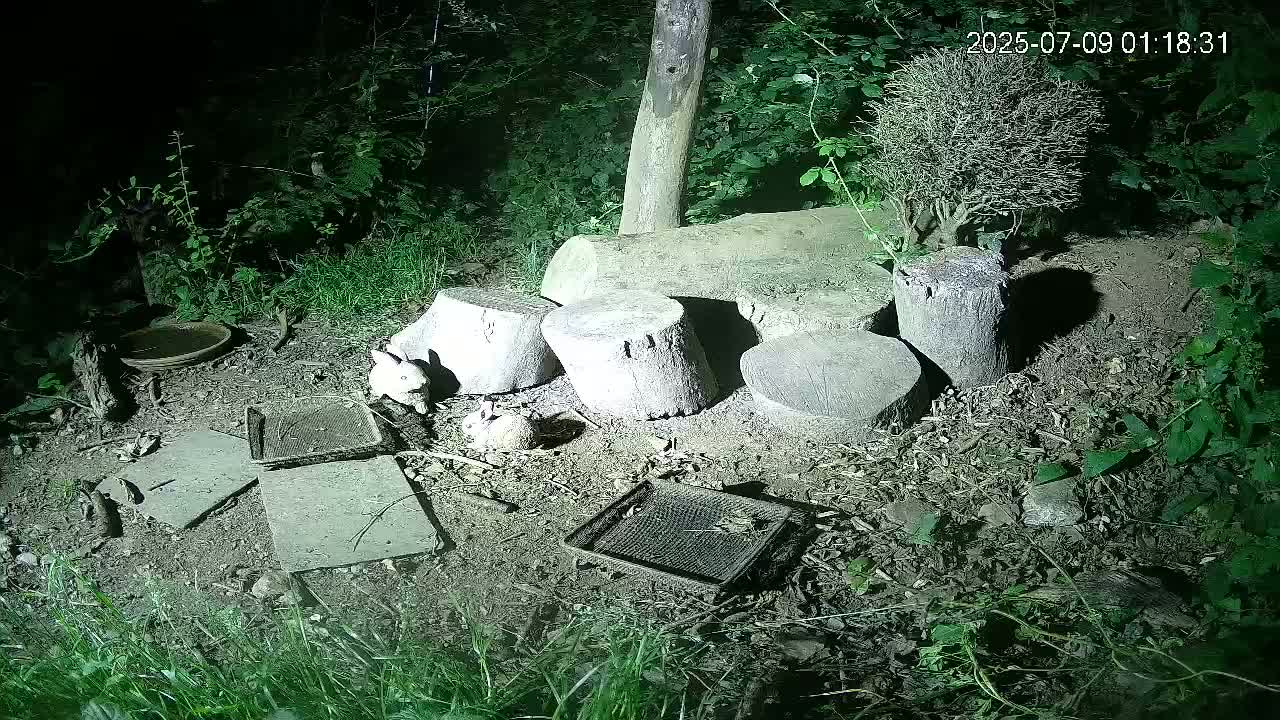 Cornwall, Badgers Watching Pigeon Feeder Live Cam -  Helston, Cornwall, South West, England, United Kingdom