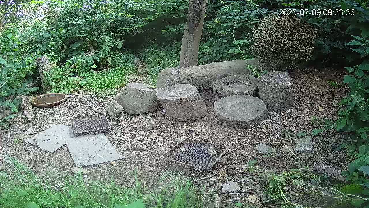 Cornwall, Badgers Watching Pigeon Feeder Live Cam -  Helston, Cornwall, South West, England, United Kingdom