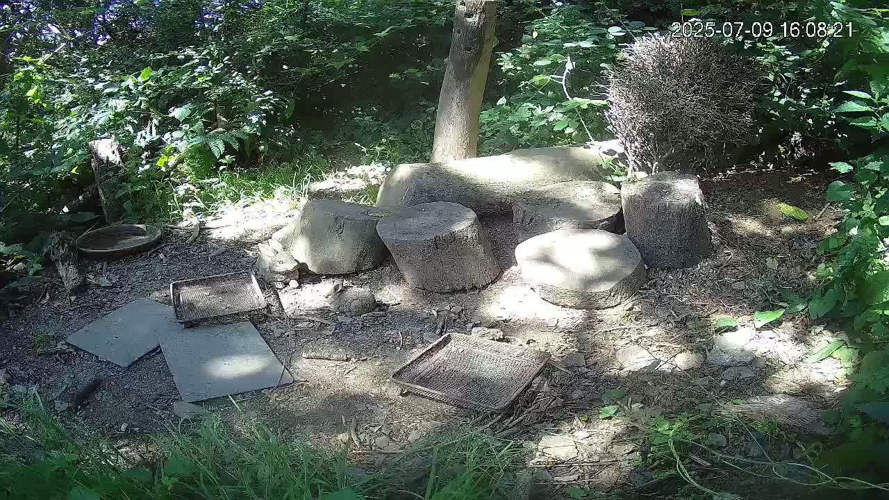 Cornwall, Badgers Watching Pigeon Feeder Live Cam -  Helston, Cornwall, South West, England, United Kingdom