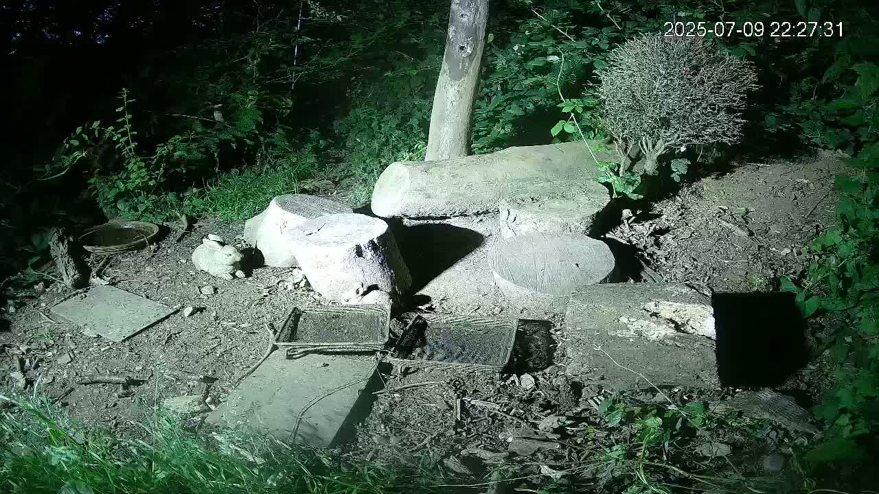Cornwall, Badgers Watching Pigeon Feeder Live Cam -  Helston, Cornwall, South West, England, United Kingdom