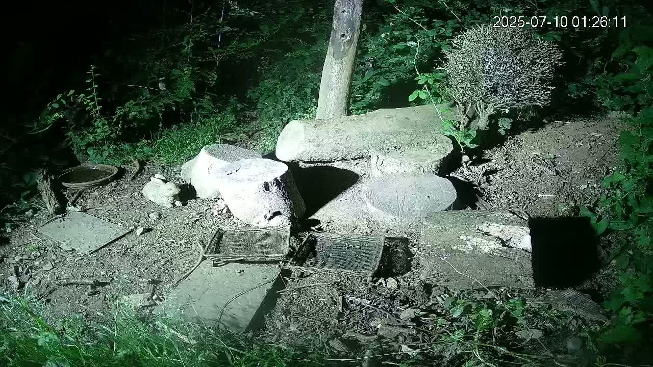 Cornwall, Badgers Watching Pigeon Feeder Live Cam -  Helston, Cornwall, South West, England, United Kingdom
