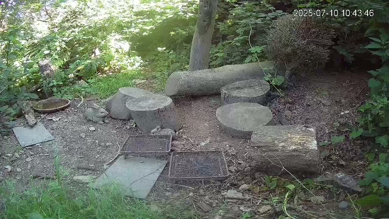 Cornwall, Badgers Watching Pigeon Feeder Live Cam -  Helston, Cornwall, South West, England, United Kingdom