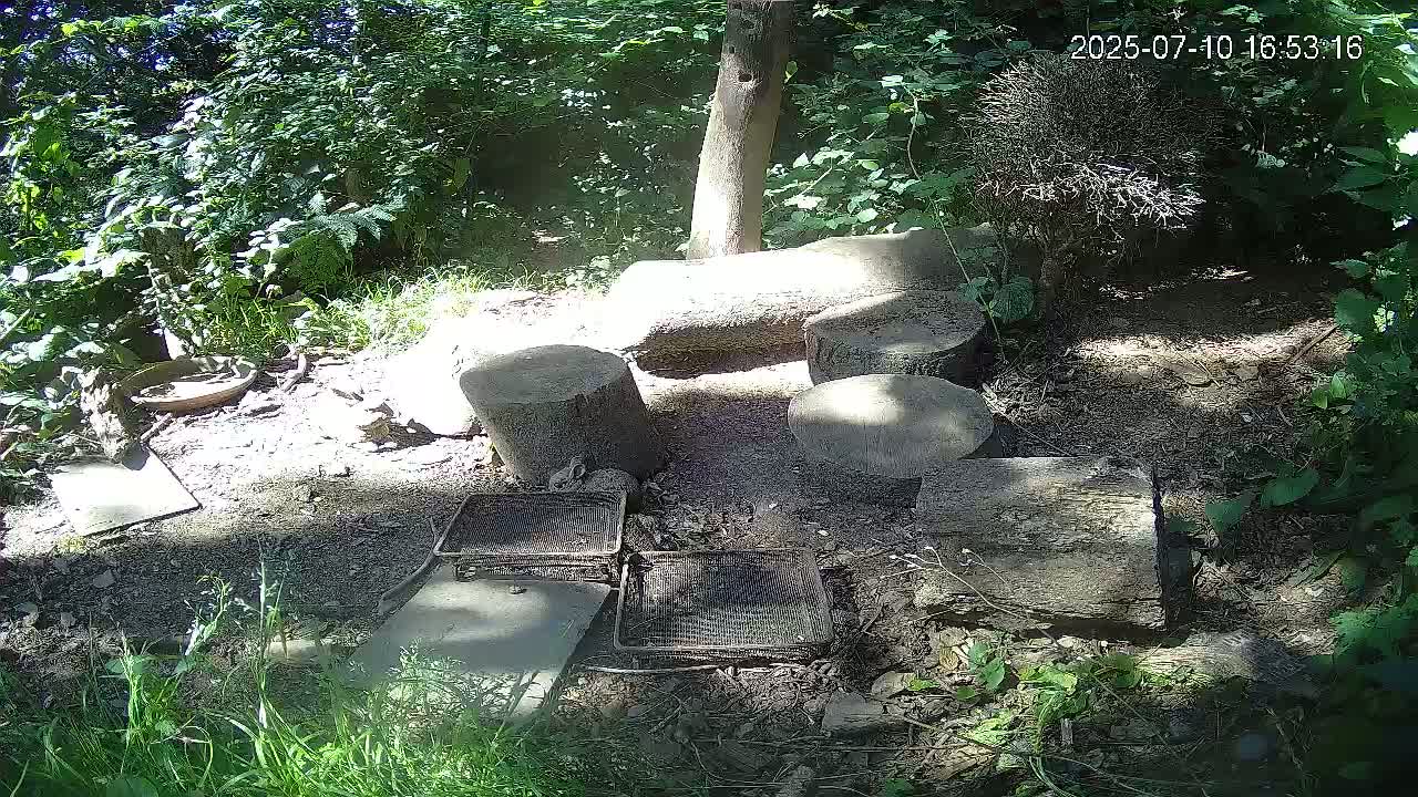 Cornwall, Badgers Watching Pigeon Feeder Live Cam -  Helston, Cornwall, South West, England, United Kingdom